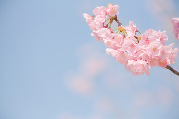 ハイキー調に写した河津桜	