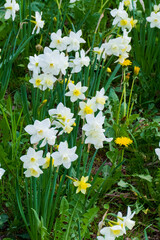 Narzissen, Osterglocken und Löwenzahn auf einer Wiese im Frühling