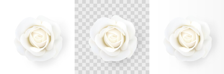 White rose. Close-up of a flower isolated on a white, transparent and white gradient background. Decorative design element for decorations, holidays and events