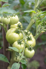 Tomato plants in greenhouse. Organic farming. Cherry tomatoes. Young tomato plants growth in greenhouse. Green tomatoes ripen on a branch. Agriculture. Healthy food. Growing vegetables .Green tomatoes