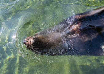 The brown fur seal (Arctocephalus pusillus) swim in water