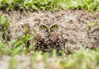 A young burrowing owlet peers out of its burrow for a moment to see what is going on. 