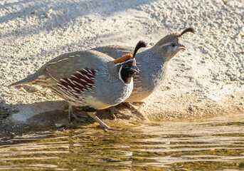 A male and female gambels quail drink together from a small stream in southern arizona