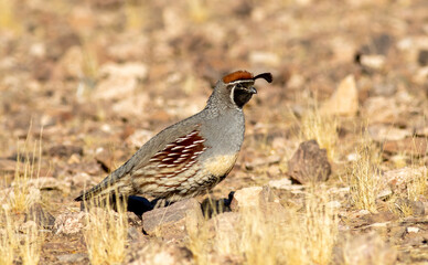 a male Gambals Quail 