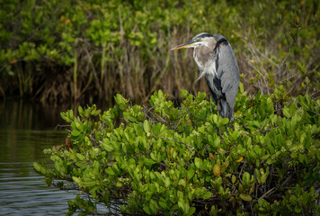 Great Blue Heron lurks in the mangroves of Florida 