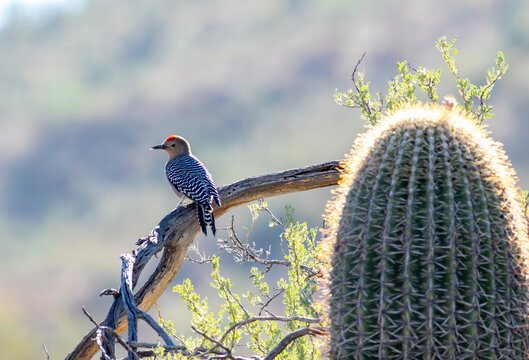 Gila Woodpecker glows in the evening sunlight of the desert. 
