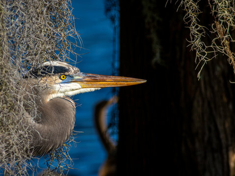 Great Blue Heron hides behind the curtain of spanish moss waiting for its next meal