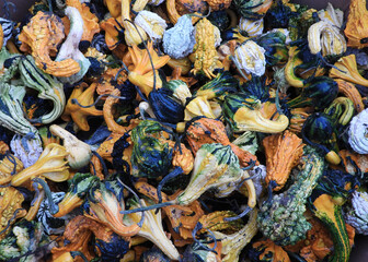 Pumpkin design and colors display