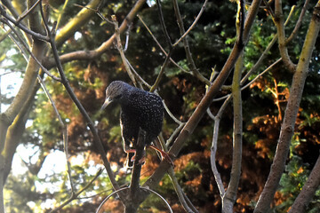Starling bird sitting on tree branch with green nature background in garden in UK.