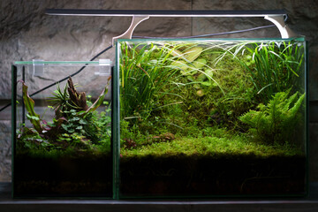 Closed florarium with miniature plants in glass container aquarium with artificial LED light above,...