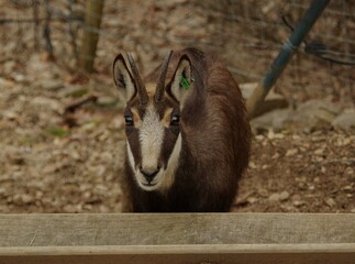 Bouc dans le parc animalier d'auvergne