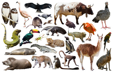 collection of different reptiles, birds, mammal animals and insects from south america isolated on white background