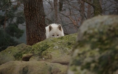 Loup du canada dans un parc