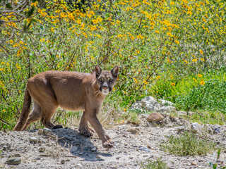 Puma des andes en Bolivie