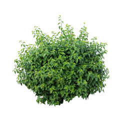 Tropical  shrub bush green tree isolated  plant with clipping path.