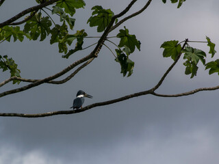 Un oiseau martin pêcheur seul sur une branche dans le parc national du madidi en bolivie