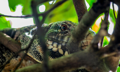 Regard d'un lézard sur une branche dans la forêt