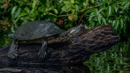 Tortue préhistorique dans la forêt amazonienne en bolivie dans le parc national du madidi