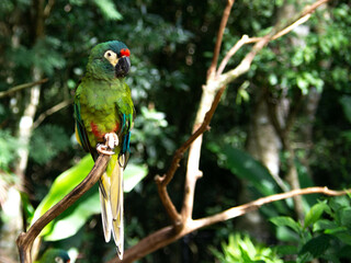 Perroquet ara vert au brésil © Alexandre