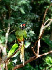 Perroquet ara vert au brésil