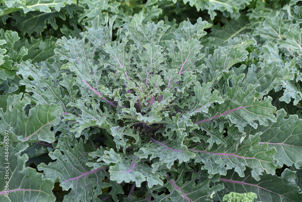 Sticker Kale cultivation. A nutritious green-yellow vegetable of the Brassicaceae family native to the Mediterranean Sea. 