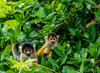 Singes jaunes samiri commun en Bolivie