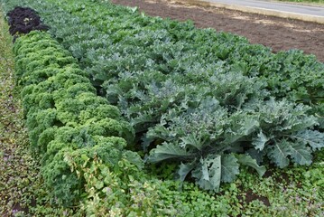 Fototapeta premium Kale cultivation. A nutritious green-yellow vegetable of the Brassicaceae family native to the Mediterranean Sea. 
