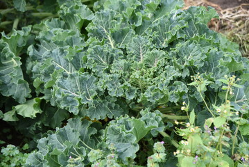 Kale cultivation. A nutritious green-yellow vegetable of the Brassicaceae family native to the Mediterranean Sea. 
