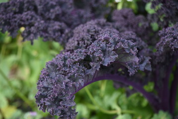 Kale cultivation. A nutritious green-yellow vegetable of the Brassicaceae family native to the Mediterranean Sea. 