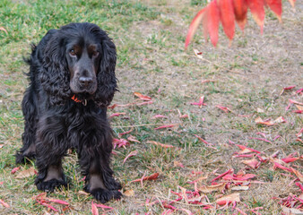 Magnifique cocker noir chien dans un parc