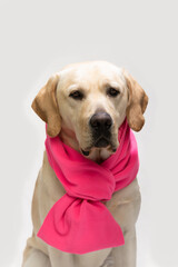 yellow labrador retreiver studio portrait sitting. copy space