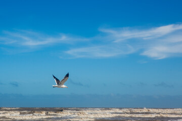 seagull in flight