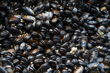 Hundreds of wild mussels on the ocean rock.