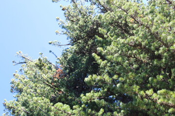close up of a tree