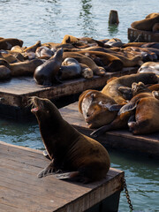 Sea lion growling in front of many others sleeping.  