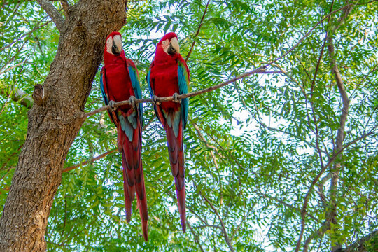 Ara macaw rouge en amazonie au br&eacute;sil