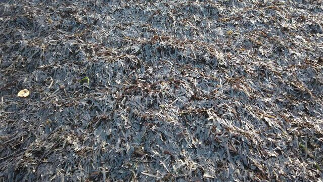 Close-up of seaweed covering the beaches of Paphos, Greece during seaweed season.