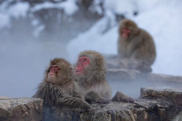 Naklejka premium SNOW MONKEY