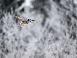 Northern Hawk Owl Flying against Frozen Trees
