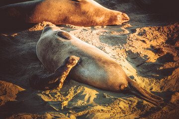 California Coast Elephant Seals Breeding Season