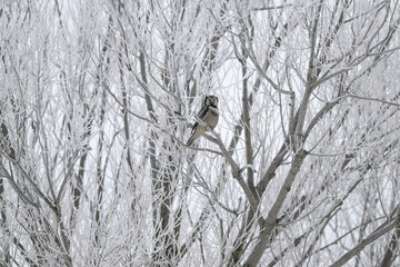 Northern Hawk Owl Sitting on a  Tree Branch Covered in Ice and Snow in Winter  