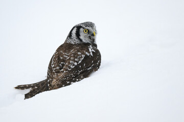 Northern Hawk Owl Sitting on Snow in Winter, Portrait
