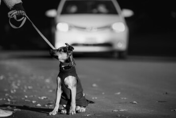 dog on a leash on the street with a car behind