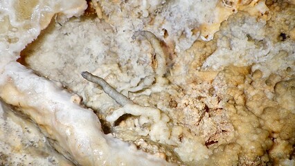 鍾乳洞内の鍾乳石