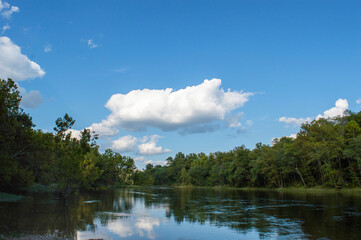 Fototapeta na wymiar River surrounded by green trees