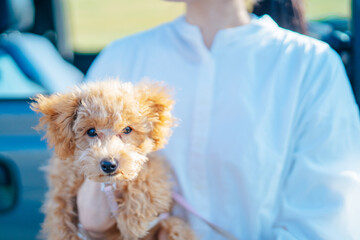 ドライブで遠出した犬
