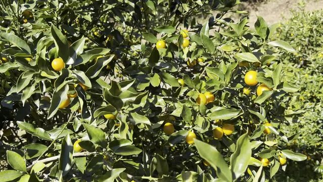 fresh Kumquat Citrus japonica on the tree in Karatsu, Japan