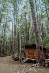 CABA&Ntilde;A EN EL BOSQUE