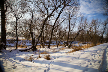 Fototapeta na wymiar Branches for backgrounds from Minnesota covered in snow