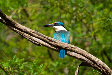 kingfisher on a branch facing behind